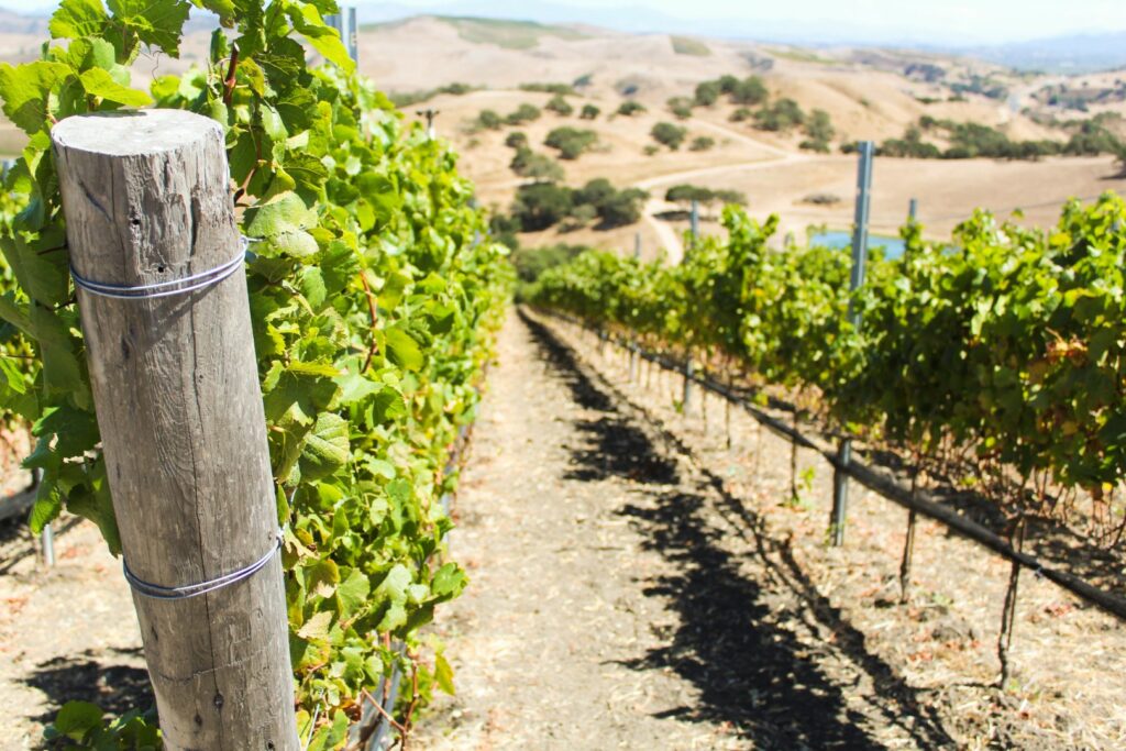 santa ynez valley winery