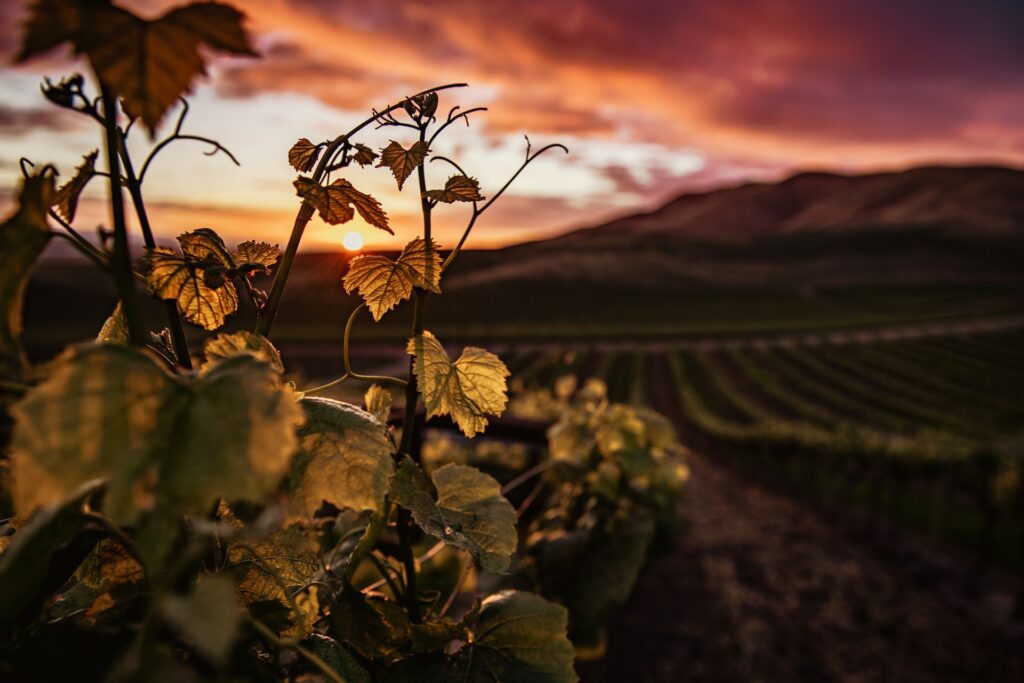 santa ynez winery vineyard